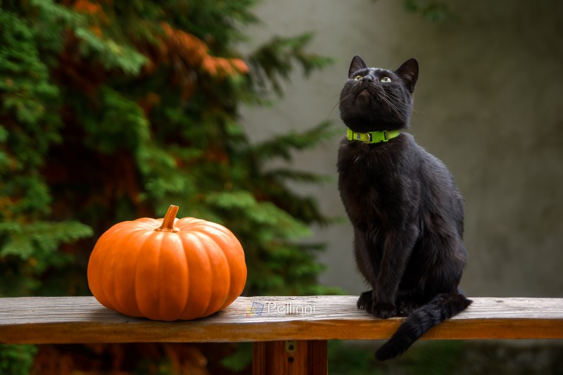 curious black cat and orange pumpkin on wooden plank of an outdoor terrace. pet animal with greenish eyes looking up. rural garden in the blurred background. halloween or thanksgiving theme