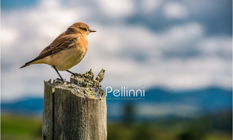 curious sparrow sit on on a wooden fence looks in to mountains blurred far in a distance. cute little bird in natural environment