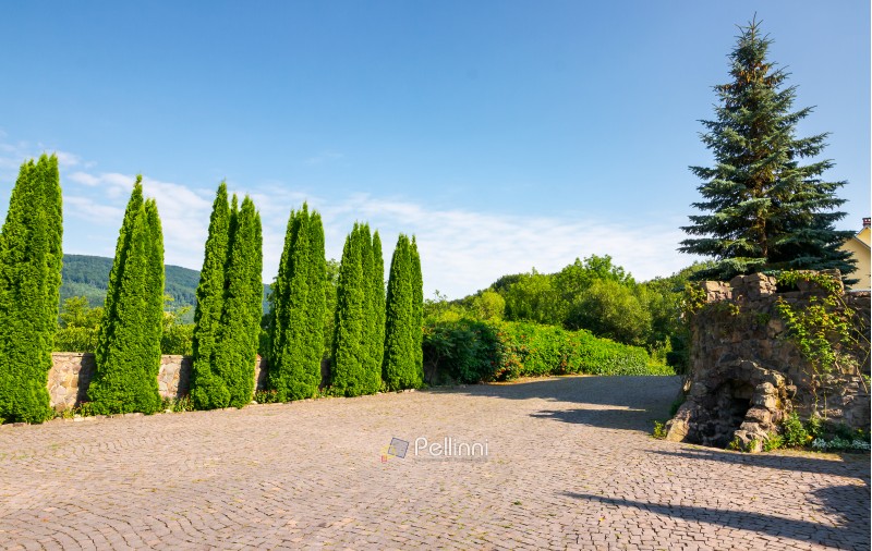 cypresses trees by the wall in pawed yard. beautiful summer countryside in mountains. wonderful sunny weather