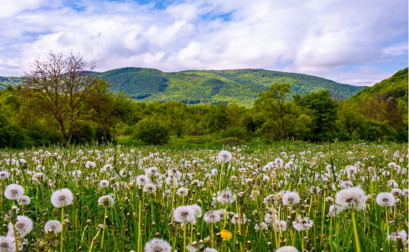 dandelion field in rural valley. countryside landscape in mountains at sunrise. gorgeous springtime weather