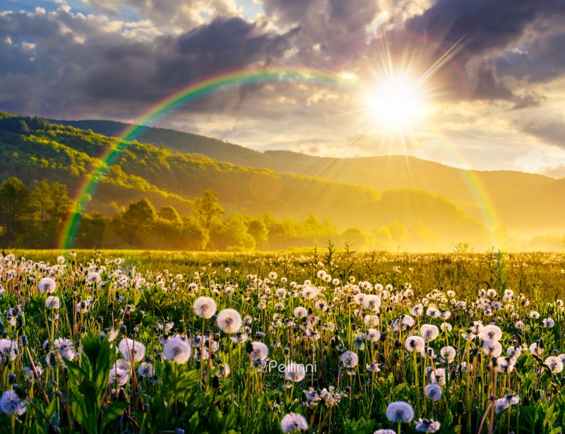 dandelion field in foggy landscape during springtime at sunset. beautiful agricultural scenery with distant mountain in evening light. sustainable pasture vegetation of remote farmland under rainbow