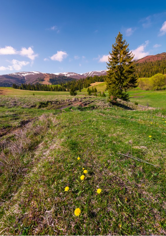 dandelions on grassy slopes in springtime. spruce forest at the foot of Borzhava mountain ridge with snowy tops in the distance under the blue sky with some clouds
