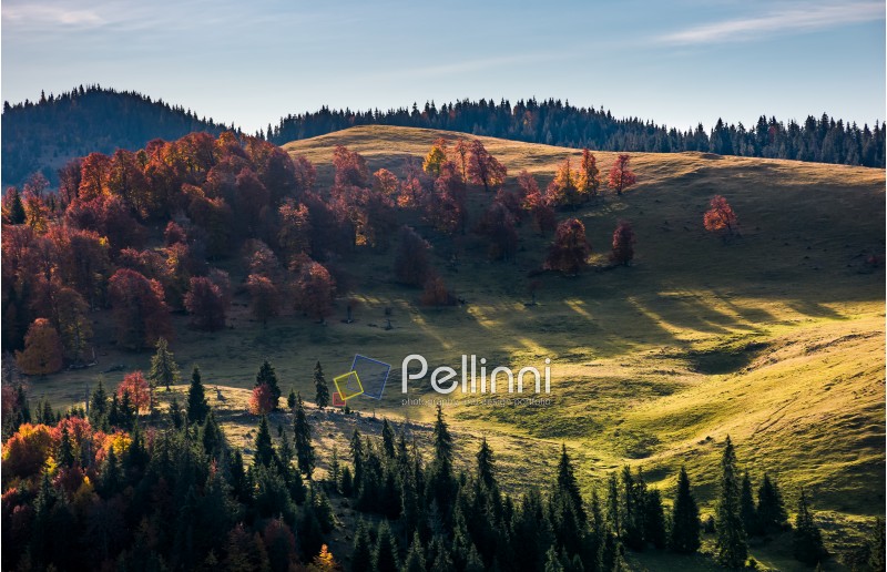 deciduous forest on grassy hillside above spruce trees in autumn sunrise. beautiful nature scenery in mountains
