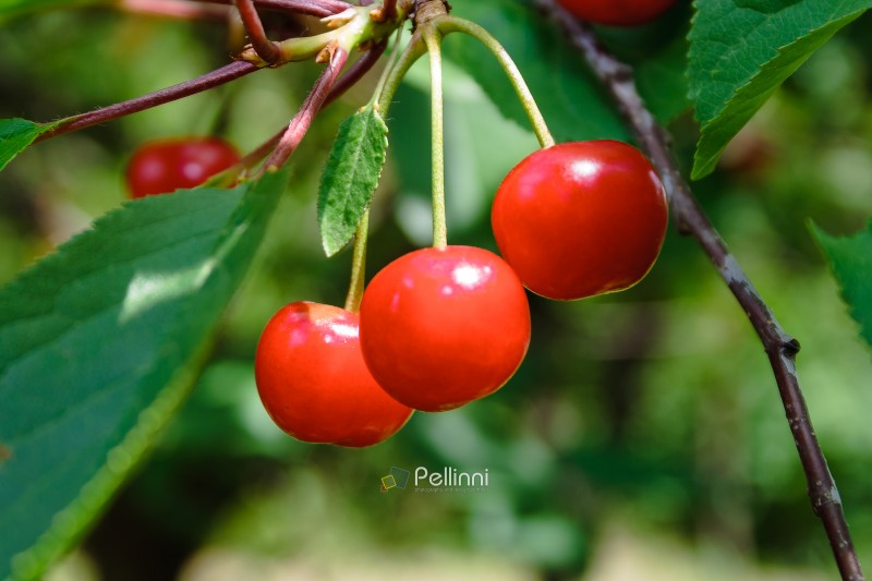 delicious red cherries in the countryside garden. fresh organic cherry in summer. ripe sweet fruit among green leaves on the branch. raw juicy food full of vitamin