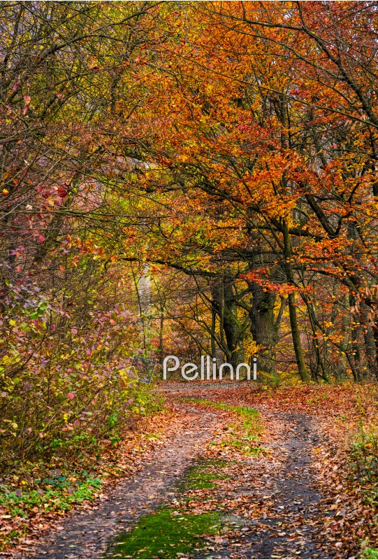 lovely autumnal scenery with dirt road in forest with reddish foliage