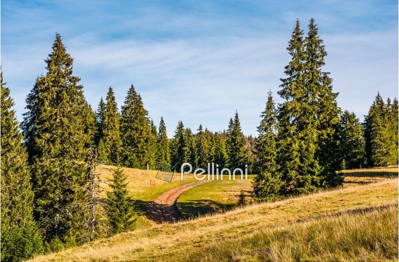 dirt road in spruce forest on grassy hillside at sunrise. lovely nature scenery in Carpathian Mountains