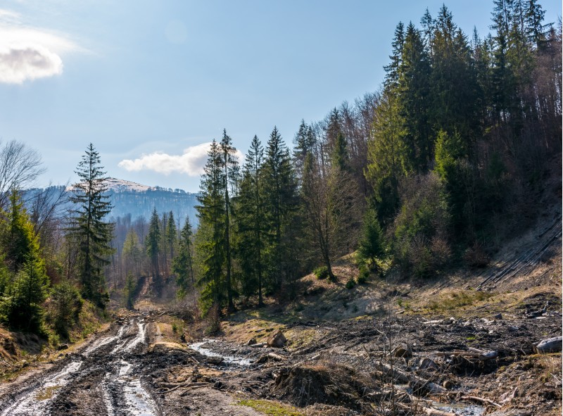 dirt road through cutting in forest. ecological disaster of Carpathian forests.