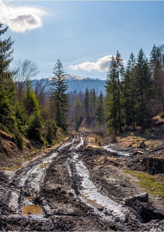 dirt road through cutting in forest. ecological disaster of Carpathian forests.