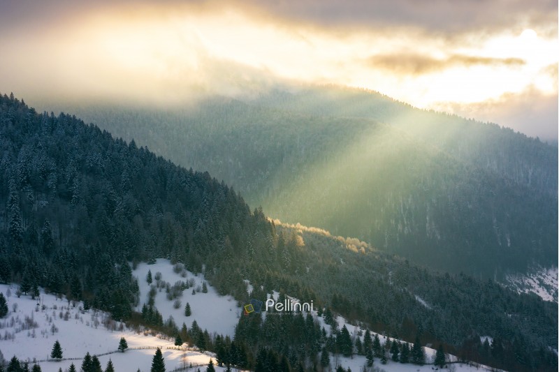 dramatic sunrise in mountains. beautiful winter scenery. beam of light through cloudy sky. spruce forest in hoarfrost on the hill