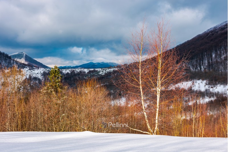 dramatic winter landscape in mountains. leafless birch forest on a snowy slope in sun light. distant mountains in shade of a cloud