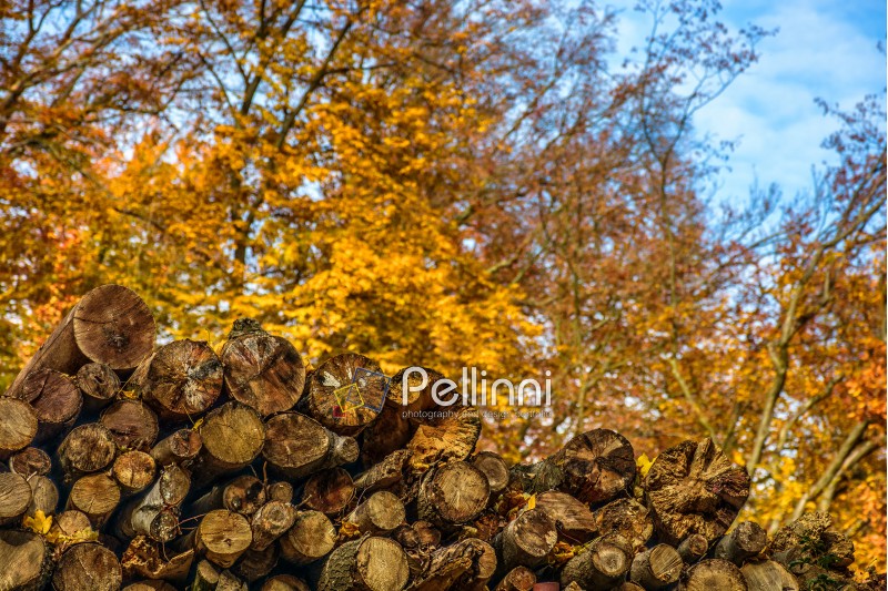 wood; logs; firewood; stack; log; chopped; yellow; background; cut; timber; stacked; energy; woodpile; dry; closeup; pine; natural; conifer; tree; forest; store; heap; nature; autumn; brown; detail; wooden; pattern; lumber; fir; texture; outdoors; chop; fall
