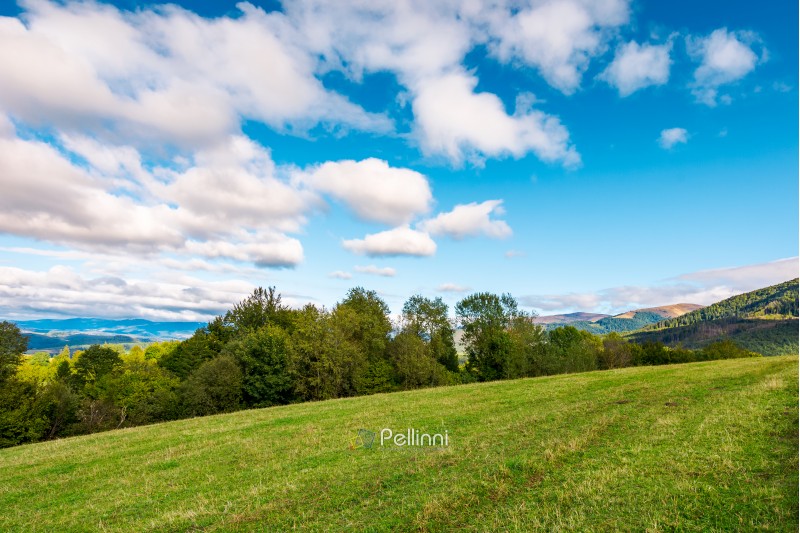 early autumn countryside in mountains. row of trees behind the grassy meadow. fluffy clouds on a blue sky