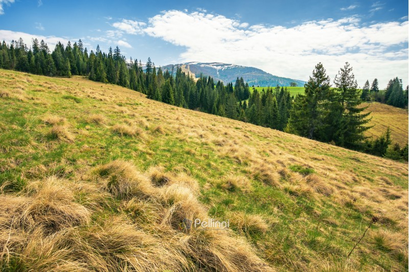 early springtime countryside in mountains. pine forest on a meadow. pasture with weathered grass. hills with snowy tops in the distance. wonderful landscape on an overcast day