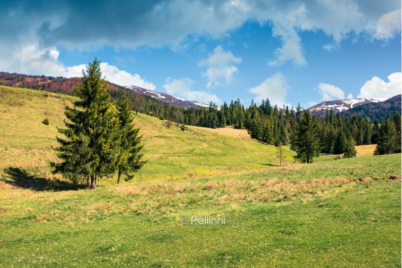 early springtime countryside in mountains. pine forest on a grassy meadow. beautiful carpathian landscape on a cloudy day. hills with snowy tops in the distance