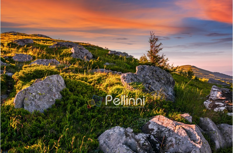 epic landscape of Carpathian high mountain ridge. lonely spruce tree among huge rocks on grassy hillside. gorgeous vewpoint with hills and peaks in the distance. spectacular scenery with blue sky and clouds in summer time