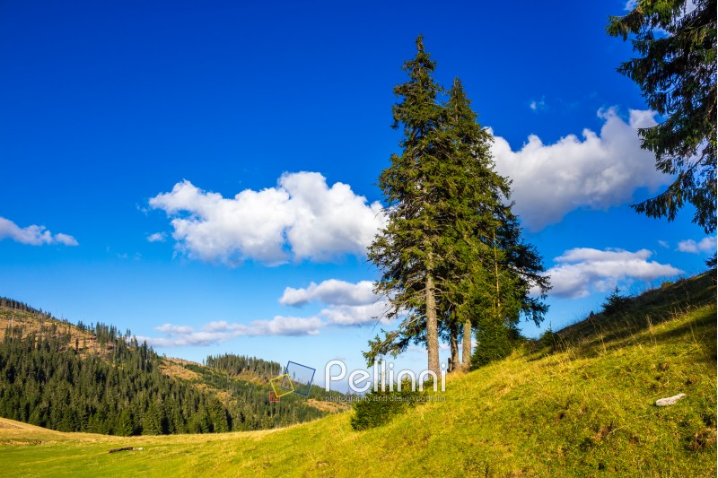 evergreen tree on a hillside meadow in high mountains on a summer day