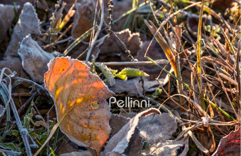 fallen foliage on a green grass covered with frost. lovely autumn nature background