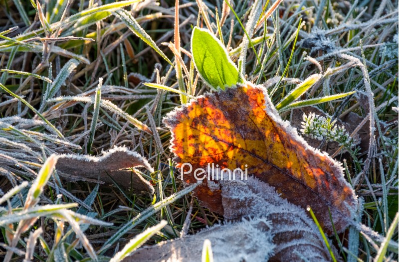fallen foliage on a green grass covered with frost. lovely autumn nature background