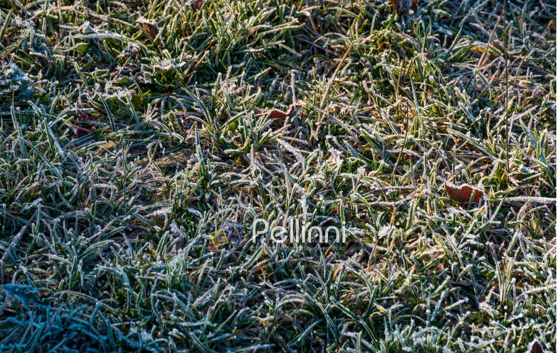 fallen leaves on a frosted grass. lovely nature background. view from above