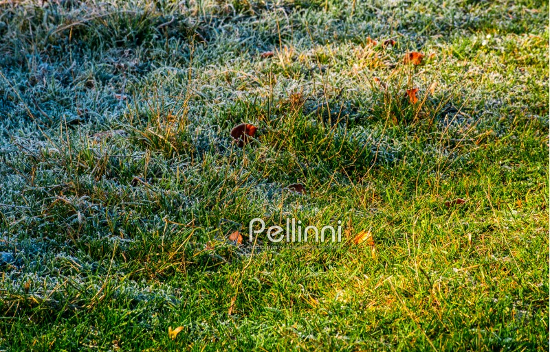 fallen leaves on a frosted grass. lovely nature background