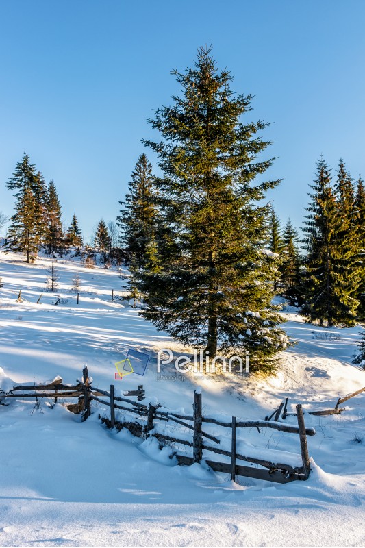 fence on the snow-covered mountain slope near the spruce forest in winter before sunset