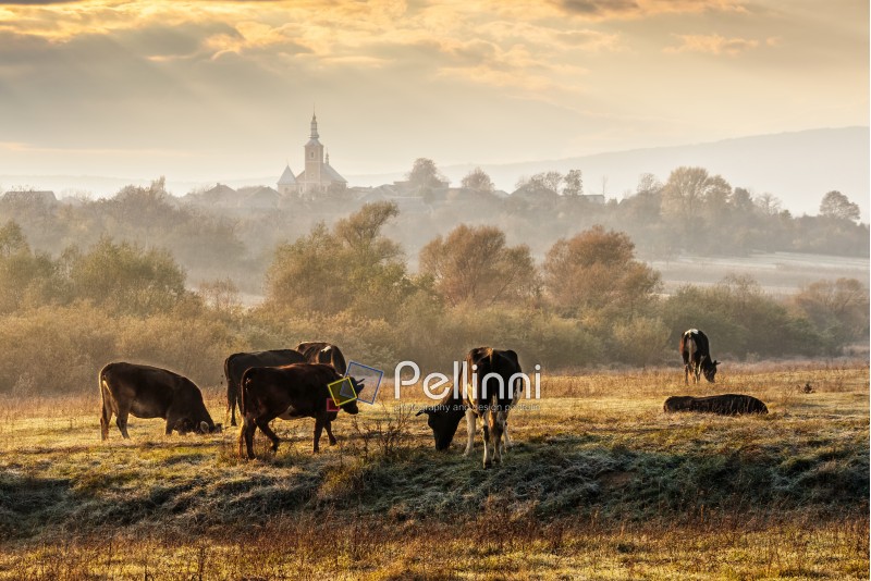 Carpathian rural area behind the village  with some cows in fog on meadow at frosty autumn morning