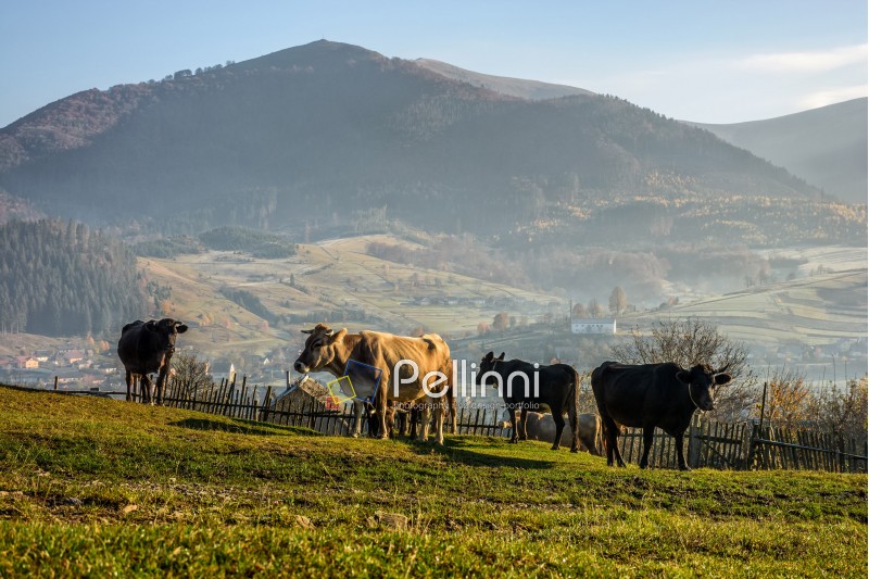 cow; rural; meadow; village; fog; autumn; sunrise; agricultural; mountain; carpathians; grass; haze; warm; light; sky; tree; yellow; hill; animal; mammal; hill; farm; cattle; nature; pasture; field; tranquil; agriculture; morning