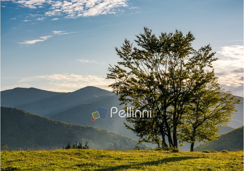few trees on edge of a grassy hillside in evening light. lovely autumnal scenery in mountains