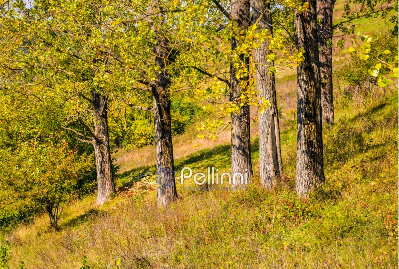 few trees on grassy hillside at autumn sunrise. natural background of yellow and green foliage