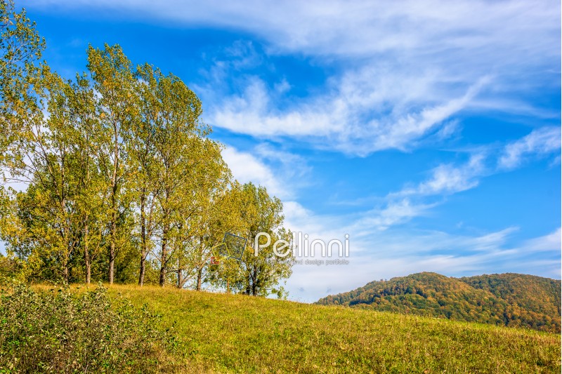 few trees on meadow on  hillside near forest in early autumn