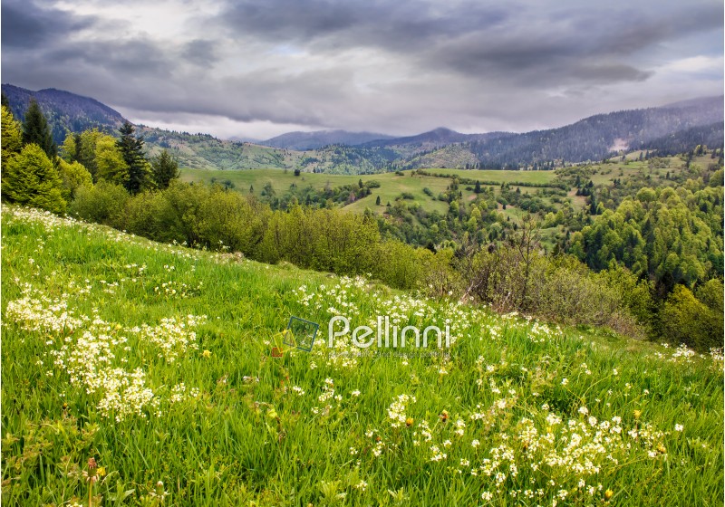 green field with wild flowers on the mountains hill on overcast spring day