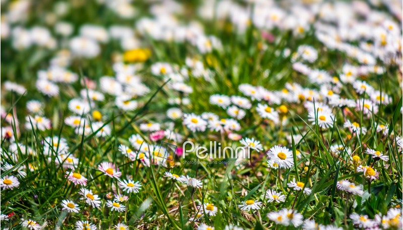 field with little white chamomile closeup shoot with shallow depth of field