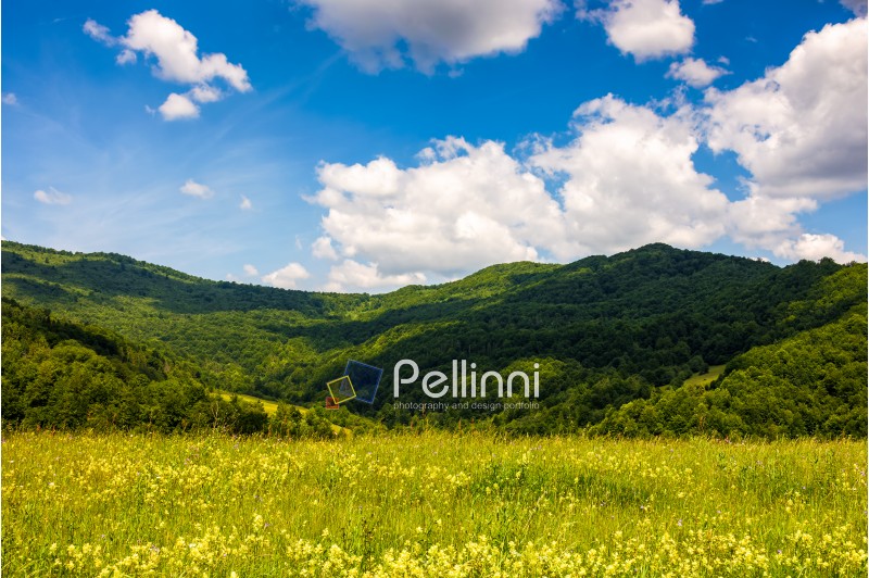 field with wild herbs in summer. mountain landscape in fine weather with blue sky and puffy clouds