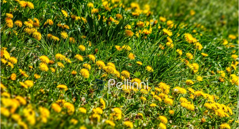 field with yellow dandelions closeup shoot with shallow depth of field