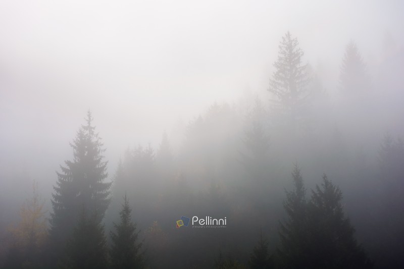 fir forest in fog. misty landscape with coniferous trees. mysterious morning background in mountains. cold autumn weather forecast in carpathians. 