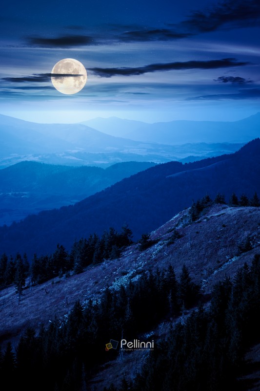 fir trees on a meadow down the hill at night. coniferous forest in mountains in full moon light. steep hillside in early autumn darkness