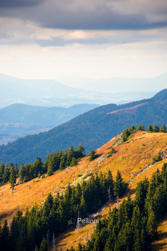 fir trees on a meadow down the hill. coniferous forest in carpathian mountains of ukraine. steep hillside on sunny day in early autumn