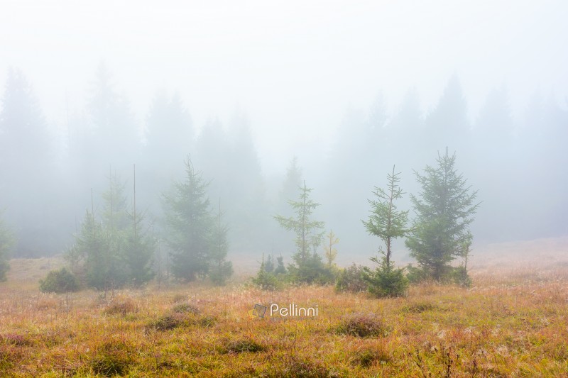 fir trees on a meadow down the will to coniferous forest in fogg fir trees on a meadow down the will to coniferous forest in foggy mountains of Ukraine. mysterious nature background with overcast sky