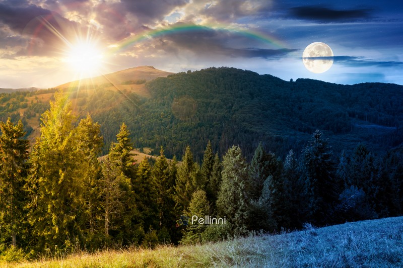 fir trees on meadow and hillside with conifer forest under the blue sky with clouds with sun and moon at twilight. mountainous countryside landscape in early autumn. day and night time change concept