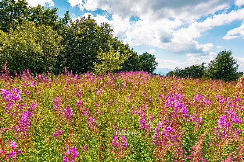 fireweed bloom on the meadow near beech forest. wild purple herb fireweed bloom on the meadow near beech forest. wild purple herb in Carpathian mountains on a late summer day