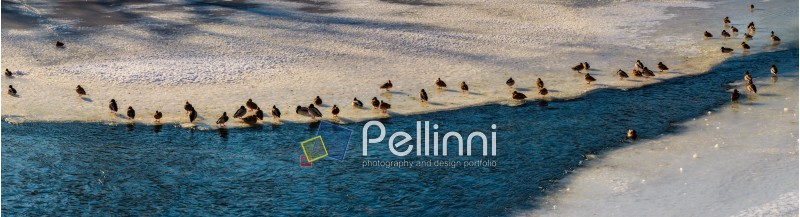 panoramic image with flock of ducks on the ice of frozen river
