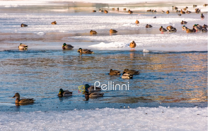 flock of ducks on the ice of frozen river. some birds swim in the water