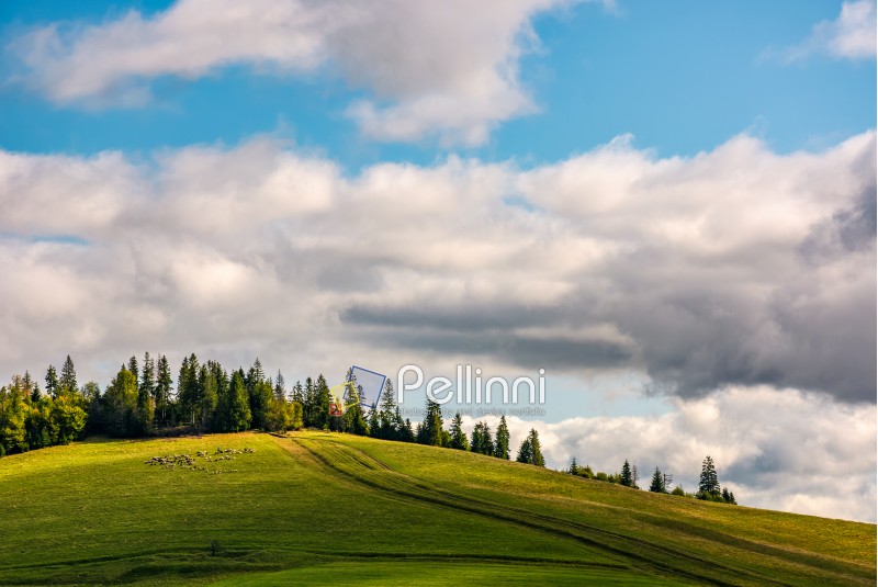flock of sheep on hillside meadow near the spruce forest. lovely simple landscape under the gorgeous cloudy sky in fine early autumn weather