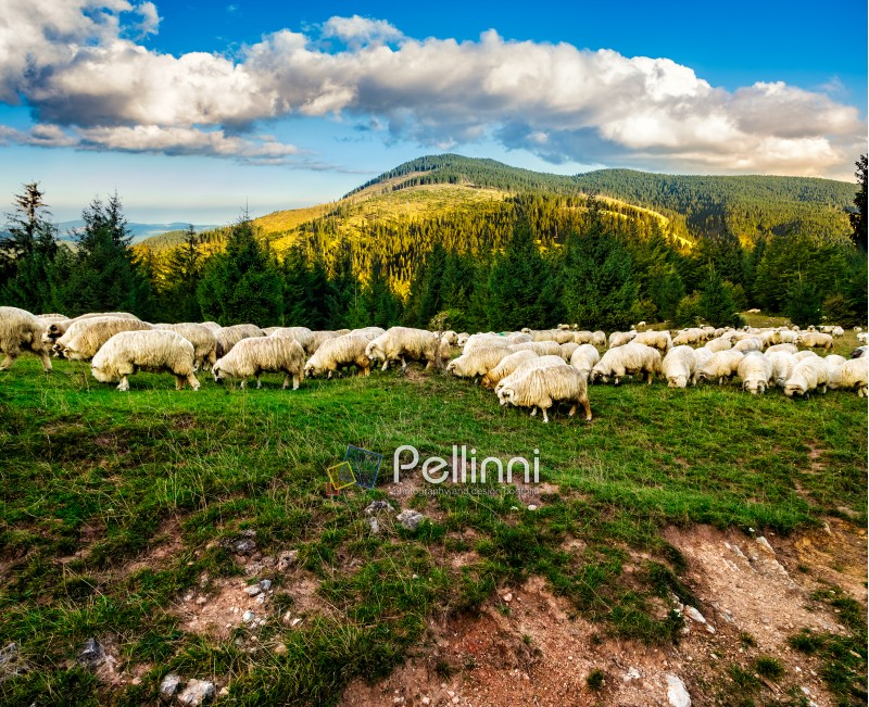 Composite image of rural landscape with flock of sheep on the hillside meadow at the foot of the mountain in Romania