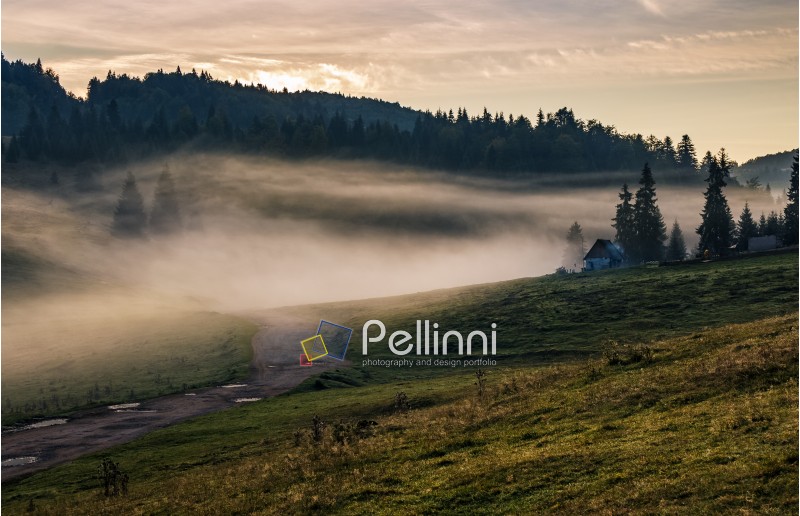 Rural landscape in mountains of Romania. flock of sheep on the hillside meadow in fog near the forest at sunrise