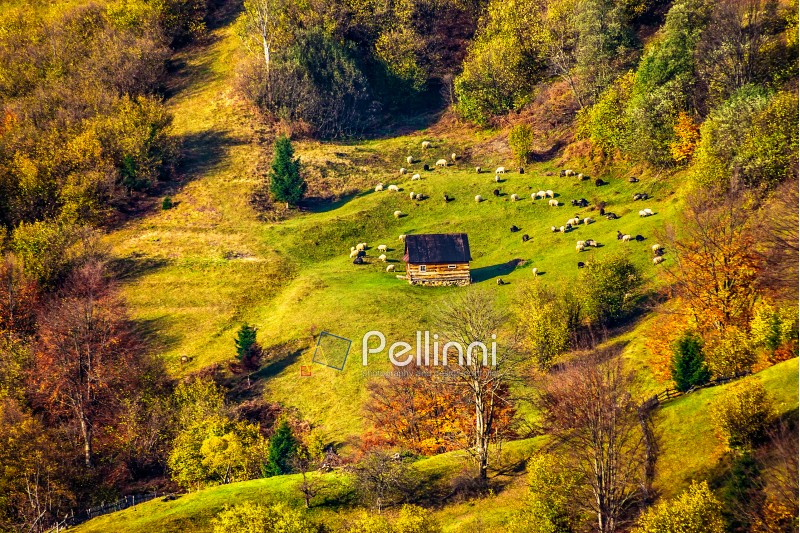 flock of sheep on the meadow on hillside near the fir forest in Carpathian mountains