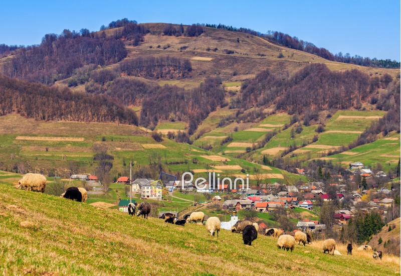 rural landscape with flock of sheep on the hillside meadow in Carpathians