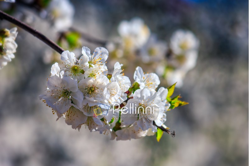 twig with white flowers of apple tree on a blurred background of a garden