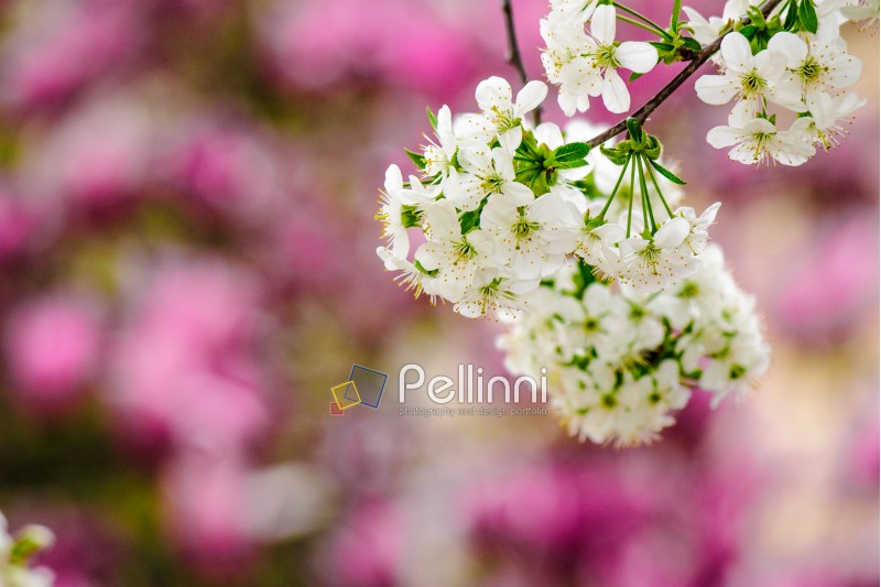 twig with white flowers of apple tree on a blurred background of pink leaves