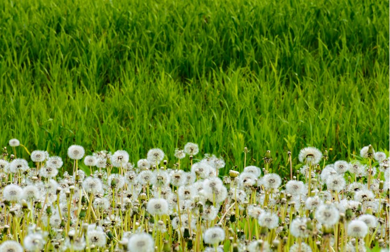 fluffy dandelions in the tall grass. beautiful nature background